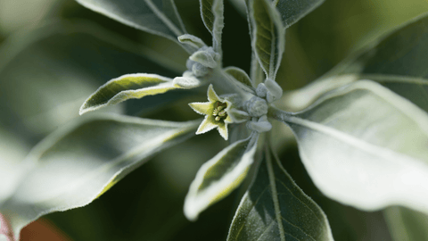 Plant of Ashwagandha Herb