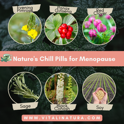 Natural Remedies for Menopause: Image of herbs like Panax Ginseng, etc